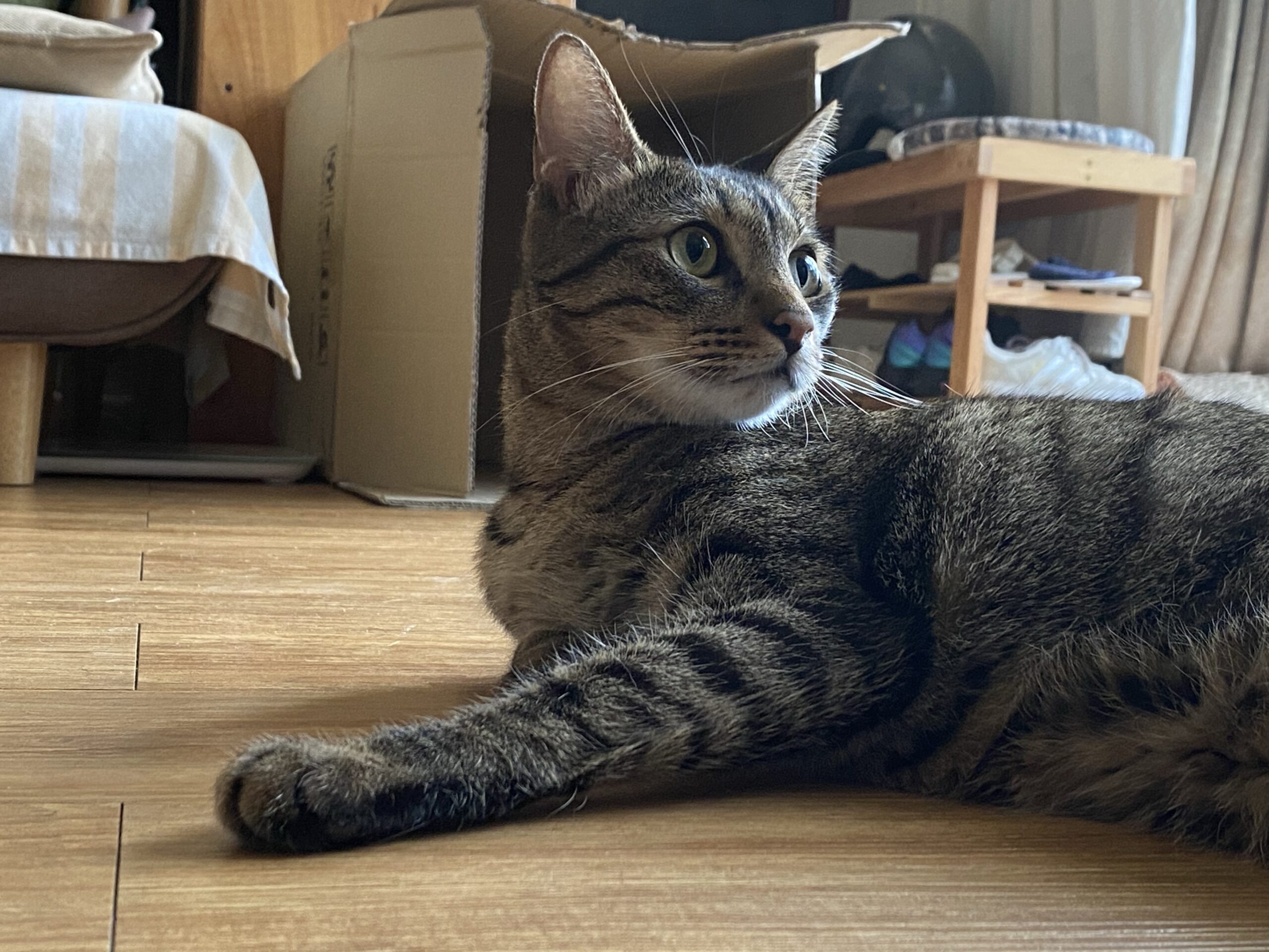67cat – DIGITALBUG 數位蟲